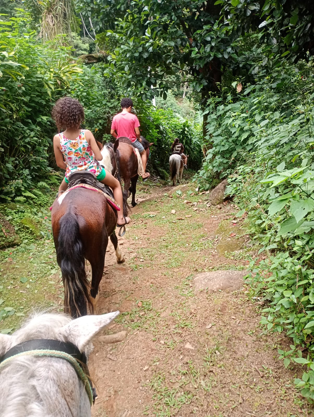 Trilha da Mata Atlântica
